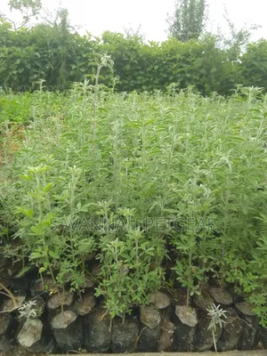 Tree Lucerne Seedlings (Tagasaste, Chamaecytisus Palmensis) Seedlings