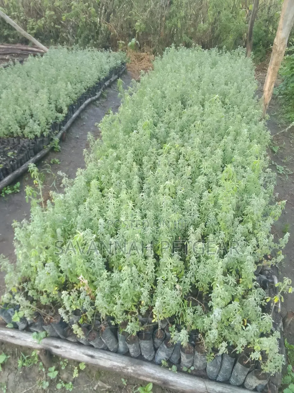 Tree Lucerne Seedlings (Tagasaste, Chamaecytisus Palmensis) Seedlings