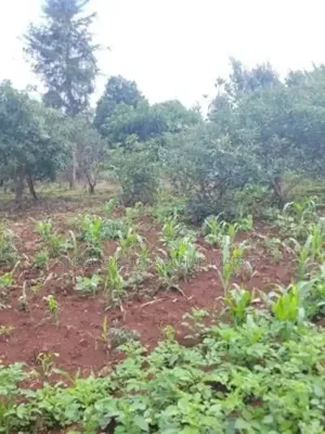 Ready Title Deed Prime 40×80 Plots for Sale in Ndenderu Next to Road