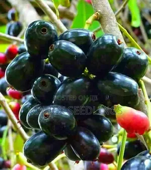 Zambarau/ Syzygium/ Java Plum Seedlings