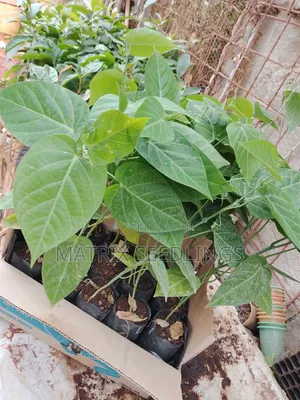 Granadilla Yellow Passion Fruit Seedlings