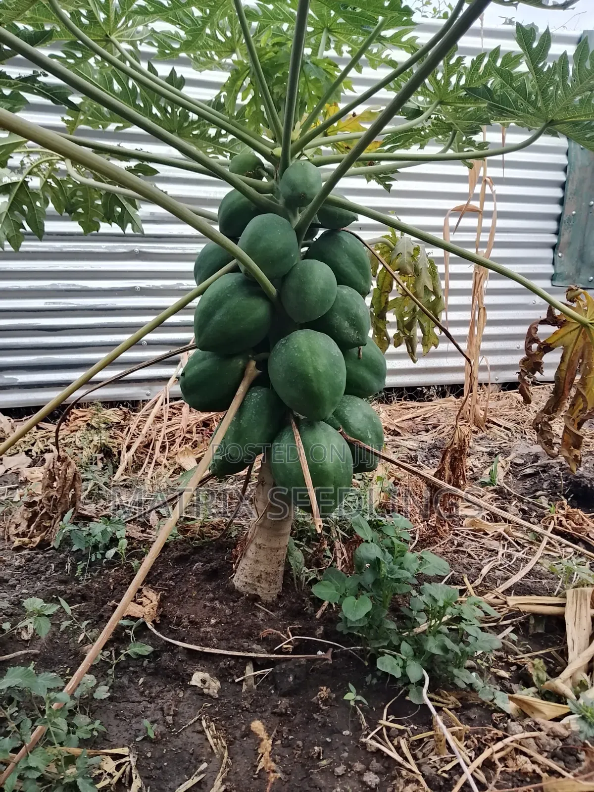 Dwarf Pawpaw Seedlings; Calina Malkia