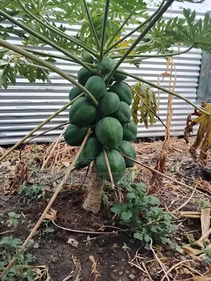Dwarf Pawpaw Seedlings; Calina Malkia