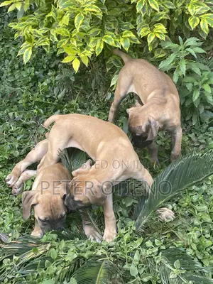 1-3 months Male Purebred Boerboel