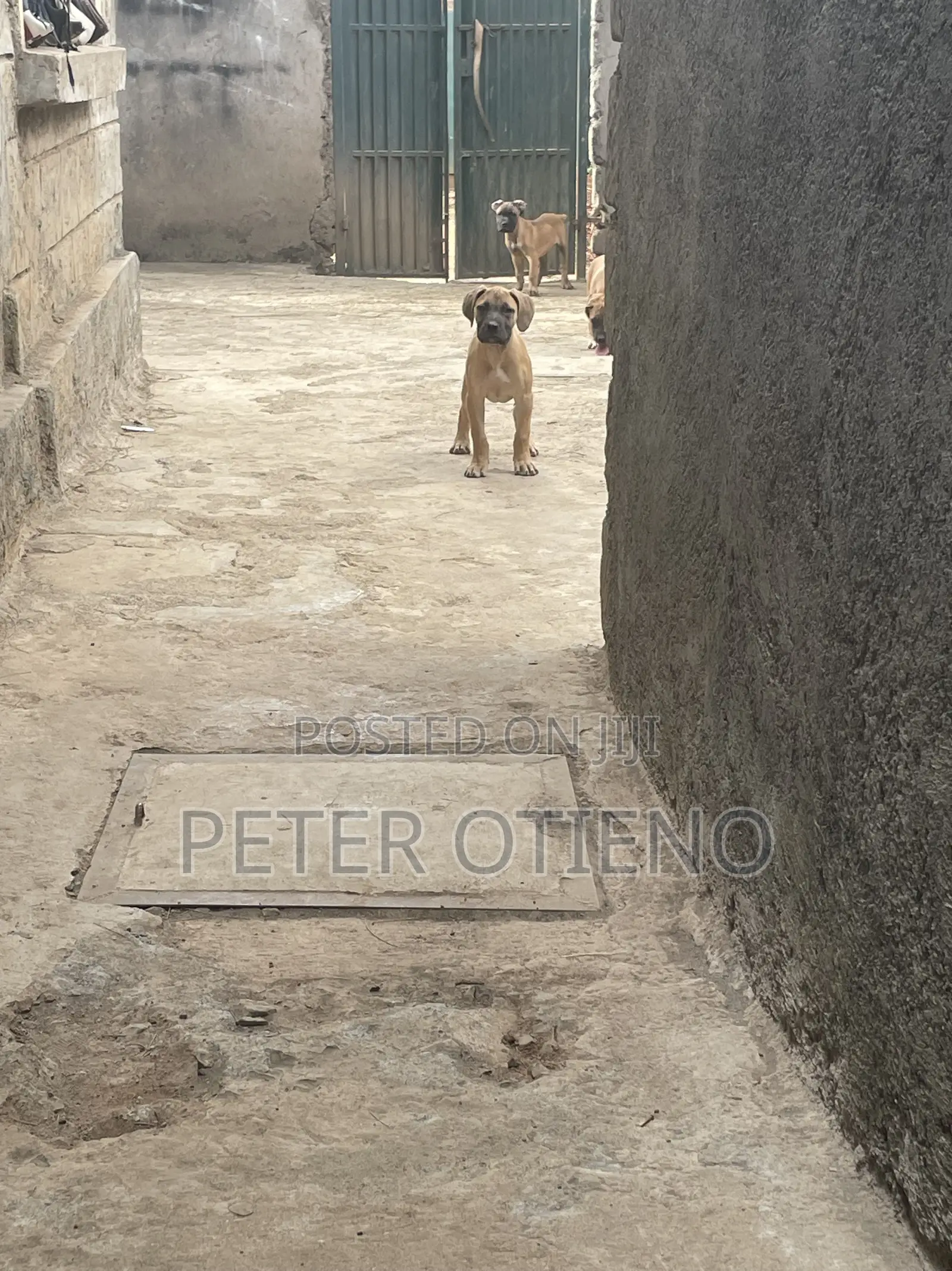 1-3 months Male Purebred Boerboel