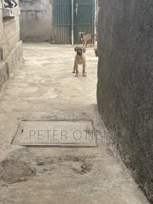 1-3 months Male Purebred Boerboel