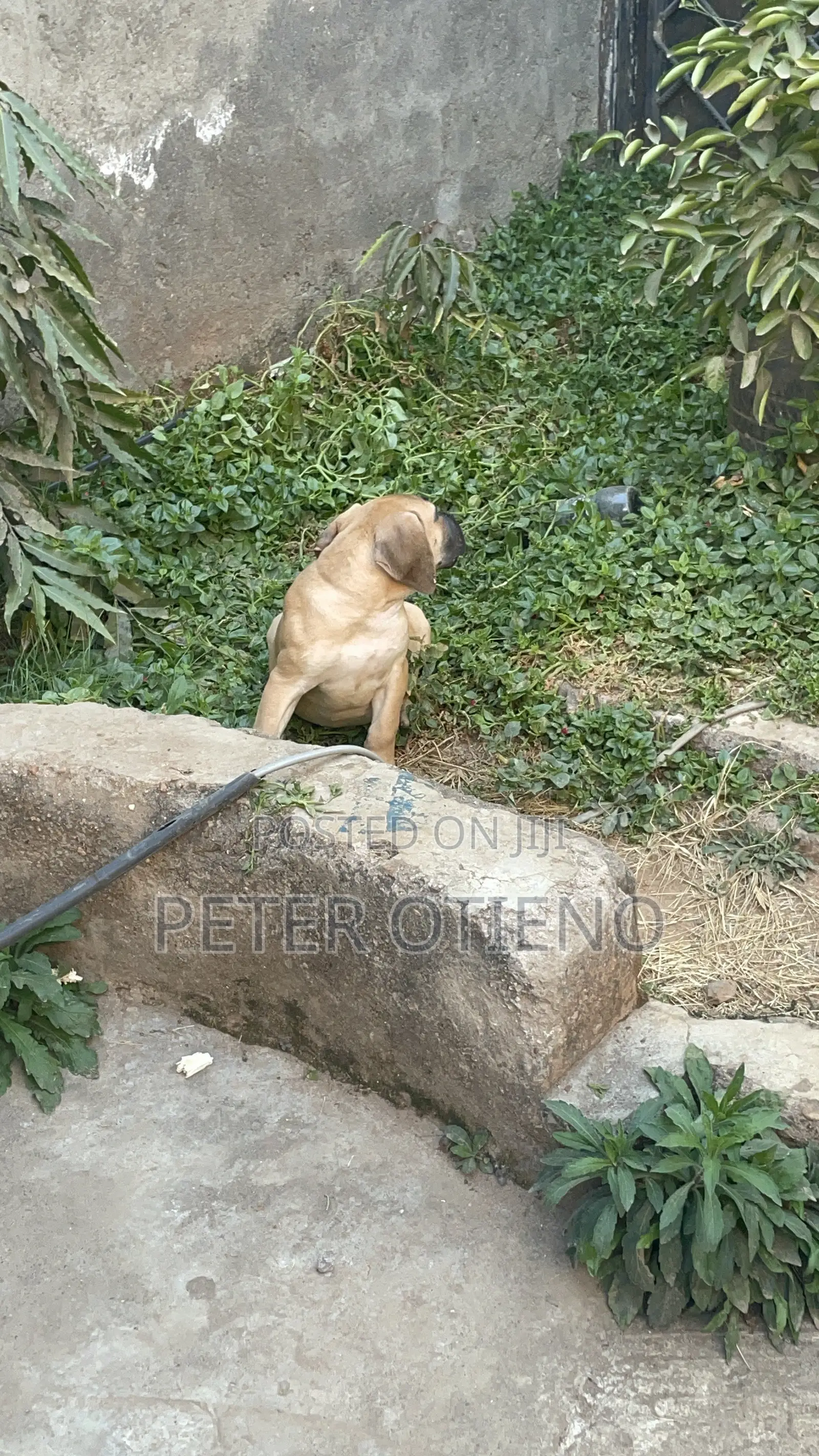 1-3 months Male Purebred Boerboel