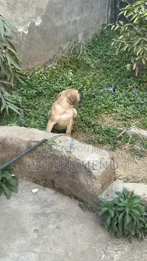 1-3 months Male Purebred Boerboel