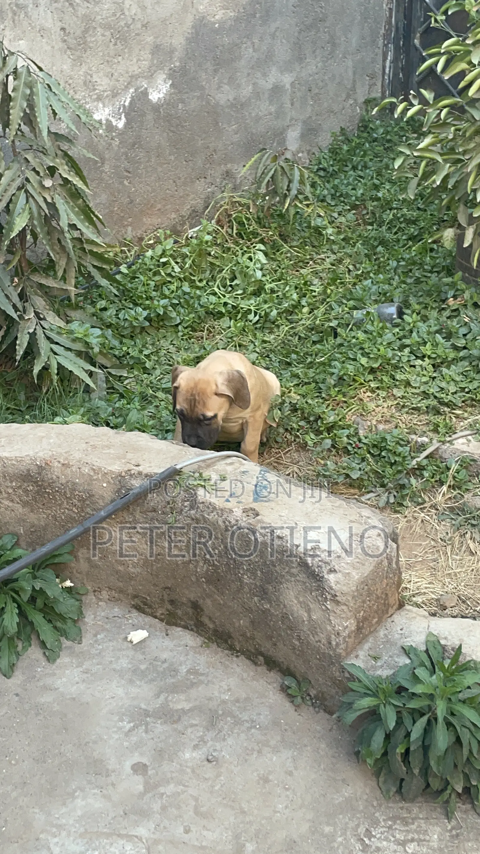 1-3 months Male Purebred Boerboel