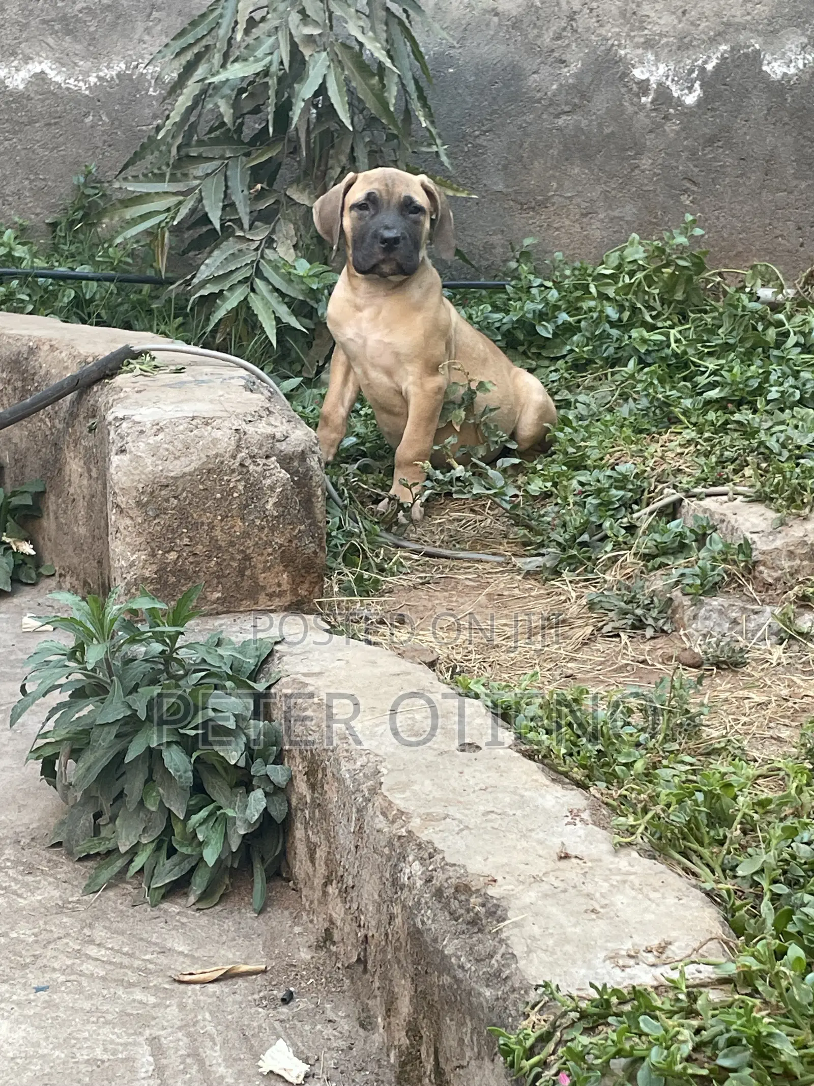 1-3 months Male Purebred Boerboel