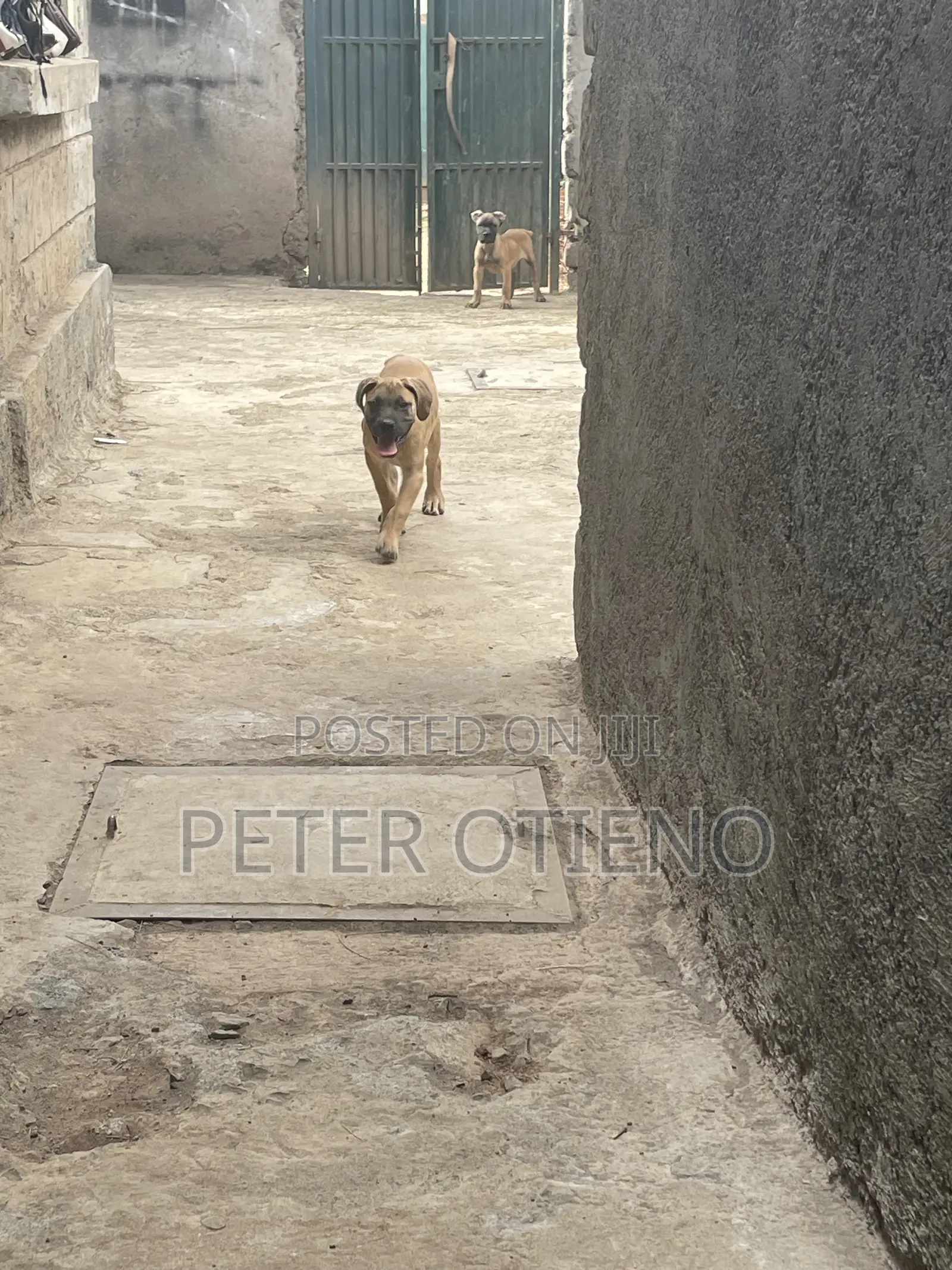 1-3 months Male Purebred Boerboel