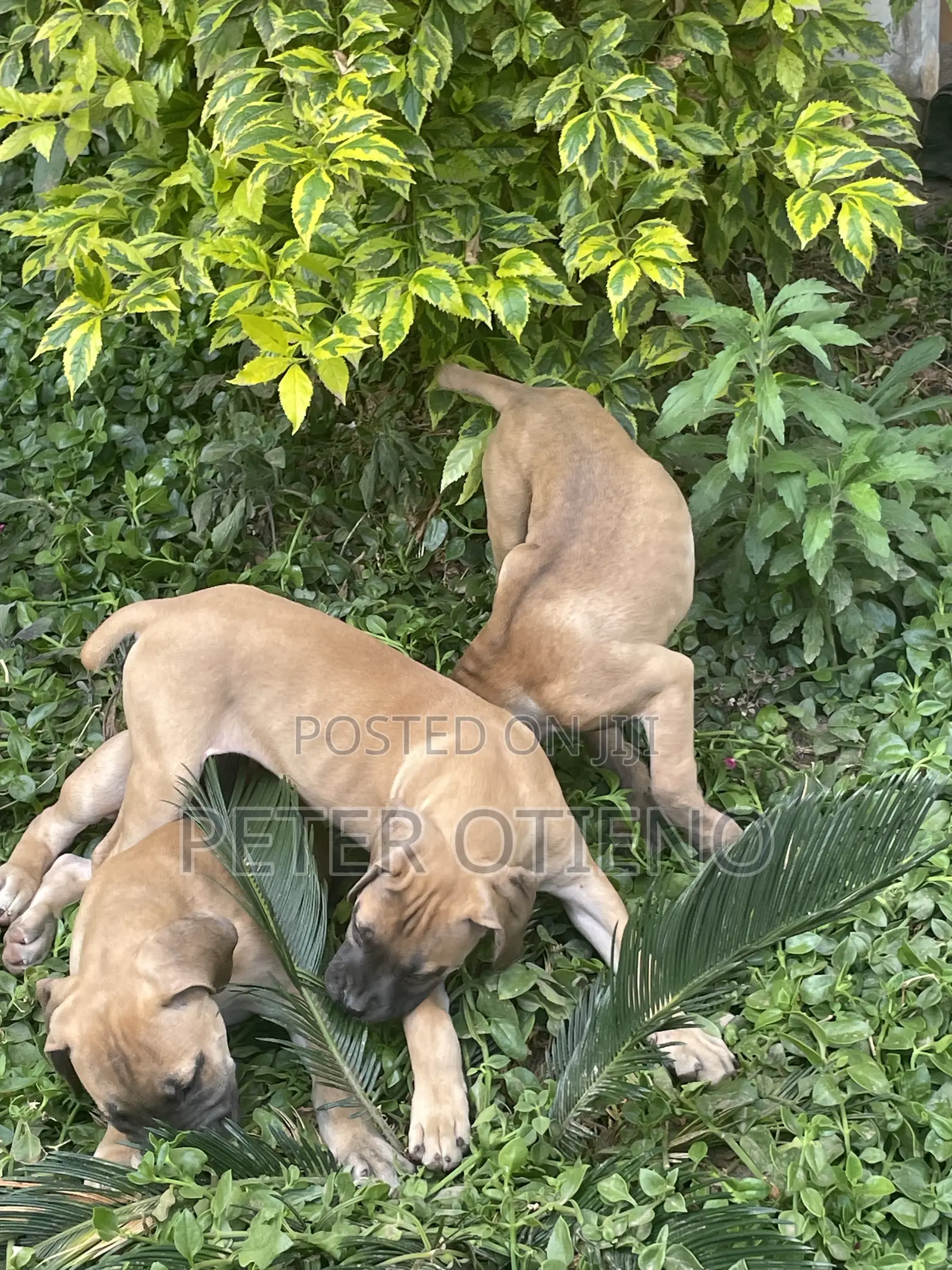 1-3 months Male Purebred Boerboel