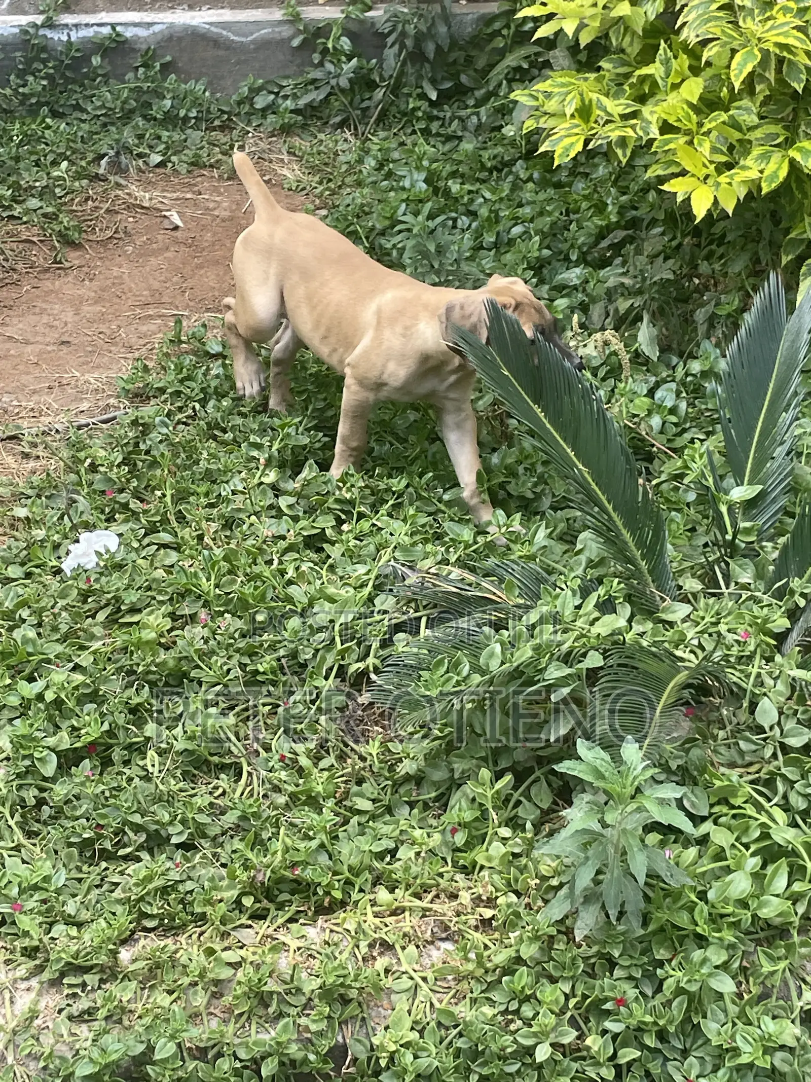 1-3 months Male Purebred Boerboel