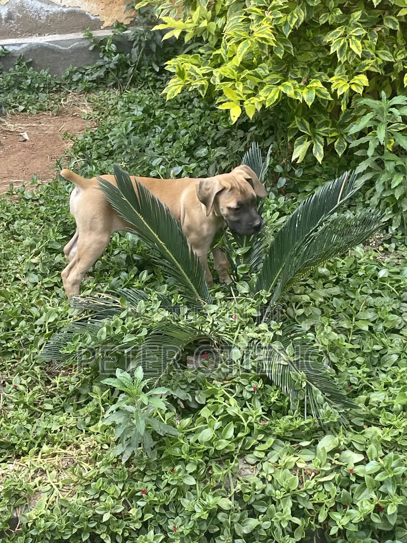 1-3 months Male Purebred Boerboel