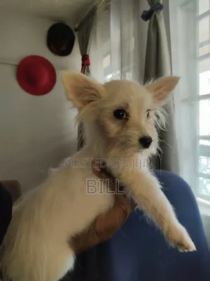 1+ year Female Purebred Japanese Spitz