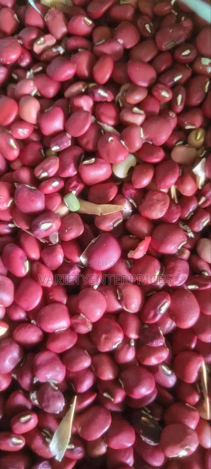 Red Cow Pea /Kunde