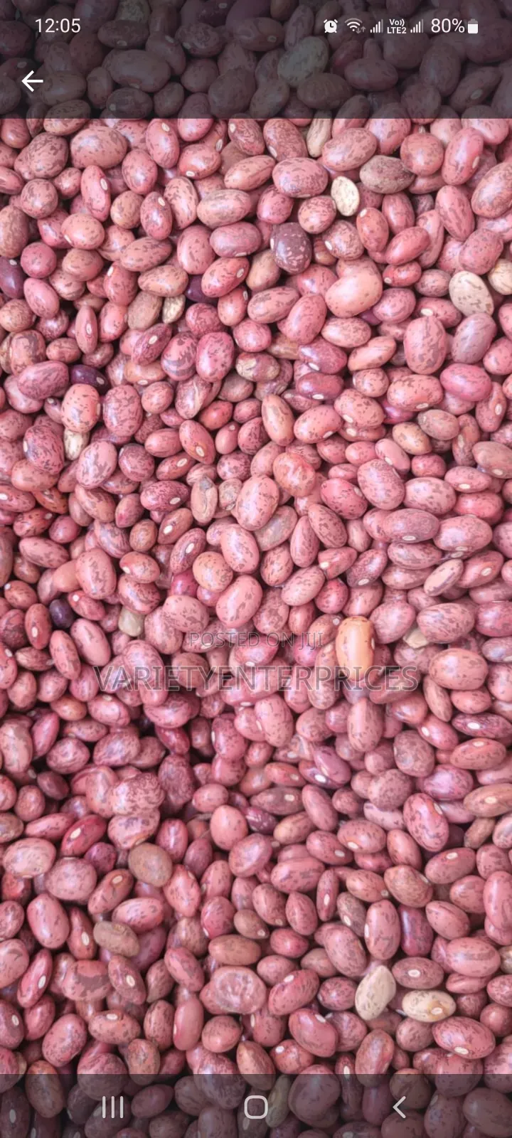 Red Cow Pea /Kunde