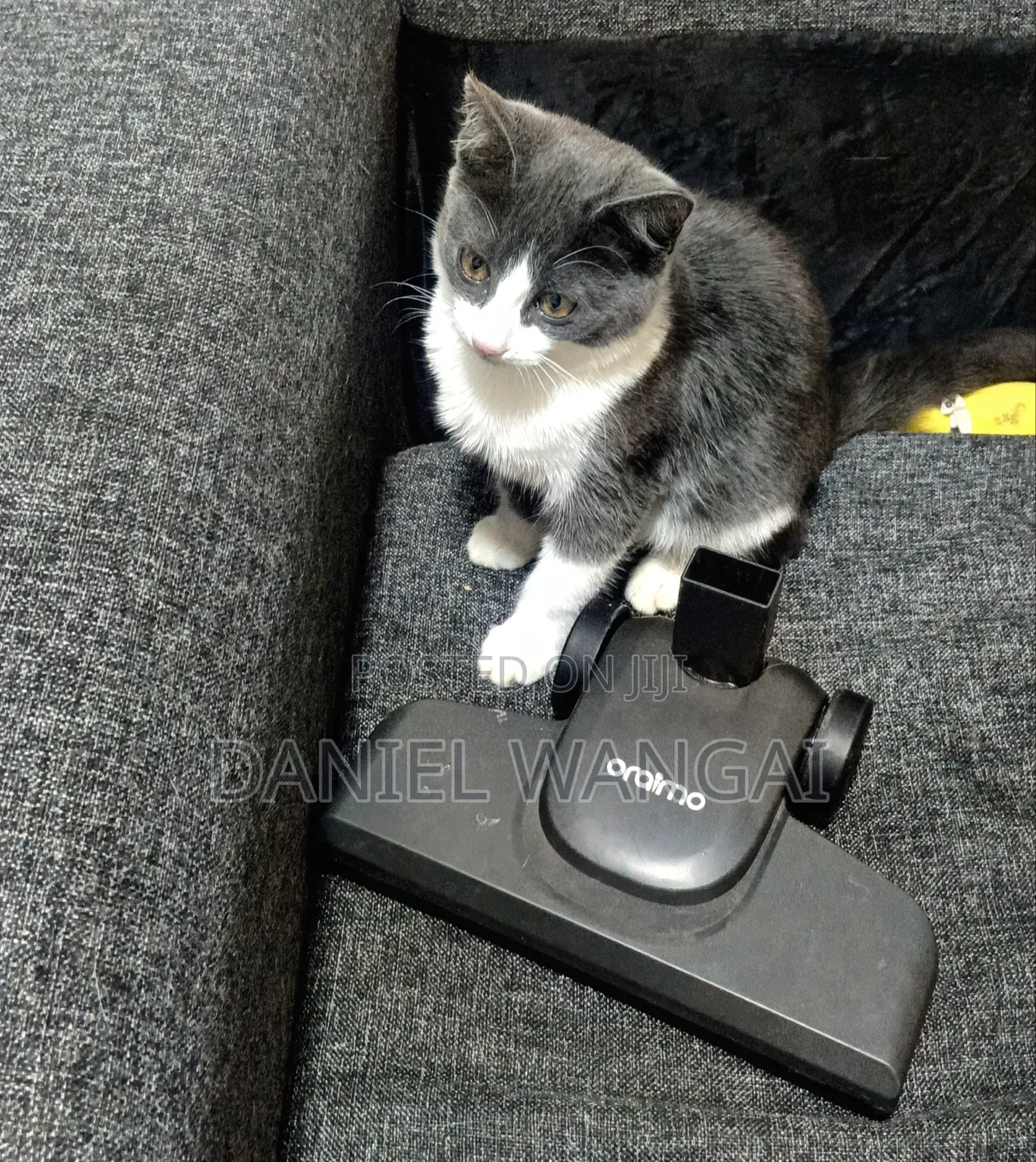 3-6 months Female Mixed Breed Cat