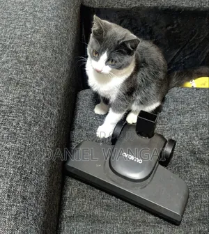 3-6 months Female Mixed Breed Cat