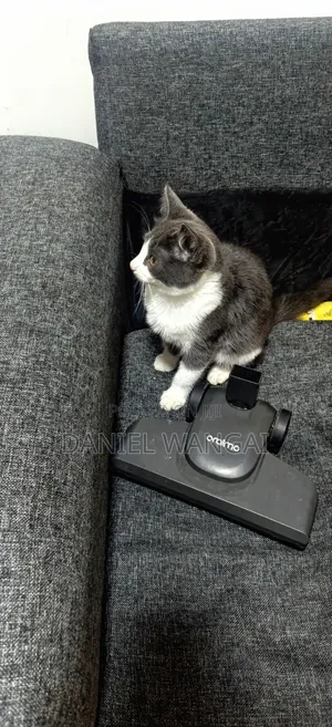 3-6 months Female Mixed Breed Cat
