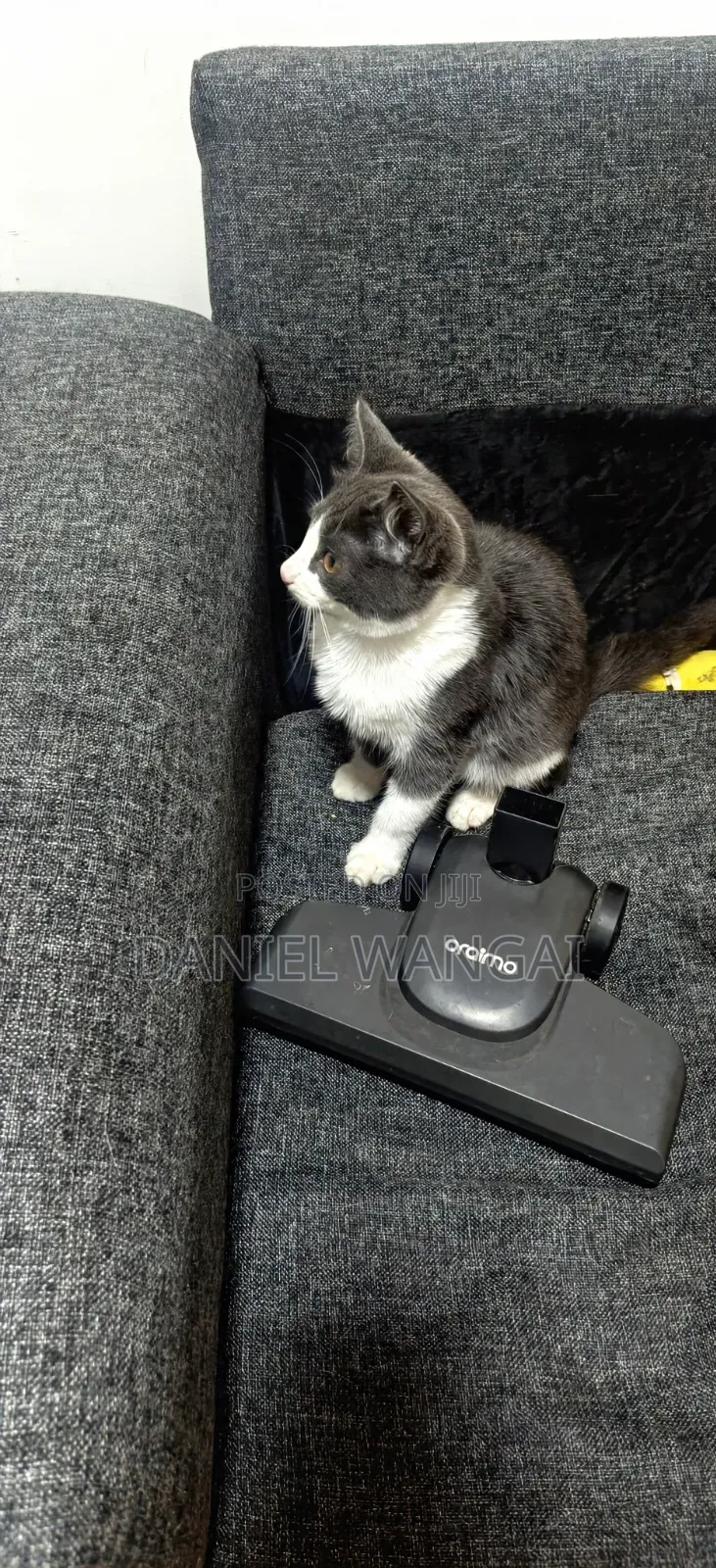 3-6 months Female Mixed Breed Cat