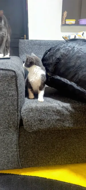 3-6 months Female Mixed Breed Cat