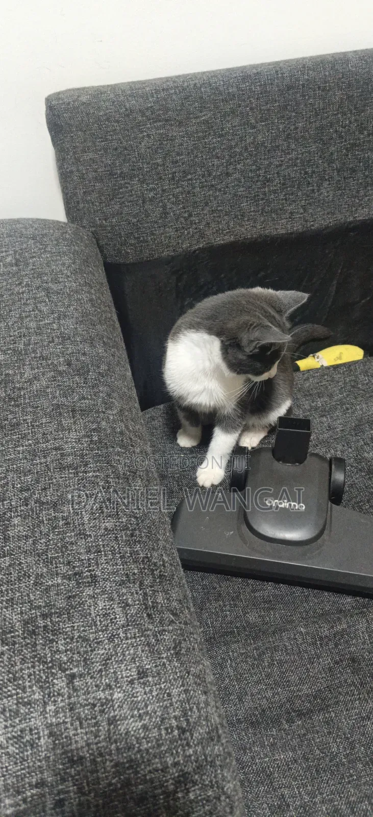 3-6 months Female Mixed Breed Cat