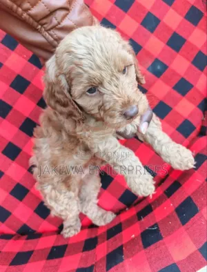 1-3 months Male Purebred Cockapoo
