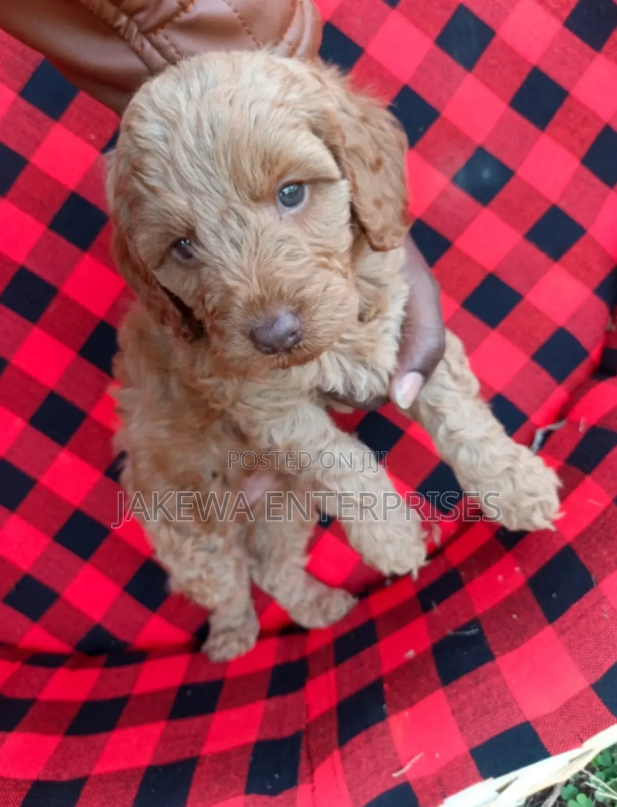 1-3 months Female Purebred Cockapoo