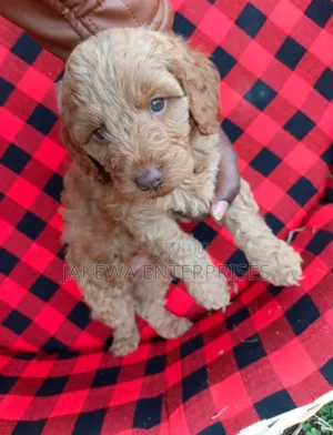 1-3 months Female Purebred Cockapoo