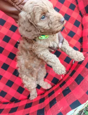 1-3 months Female Purebred Cockapoo