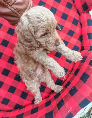1-3 months Female Purebred Cockapoo
