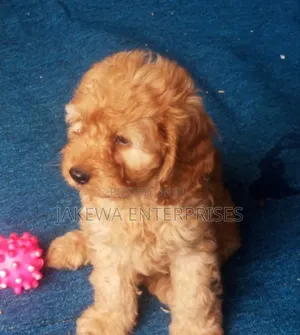 1-3 months Male Purebred Cockapoo