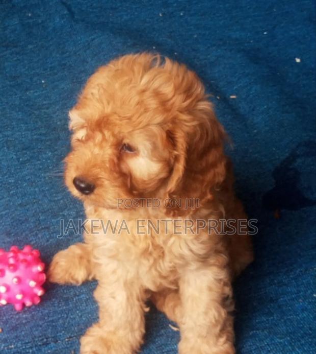 1-3 months Male Purebred Cockapoo - main view