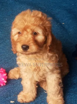 1-3 months Female Purebred Cockapoo