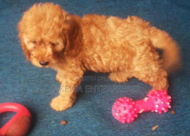 1-3 months Male Purebred Cockapoo - main view