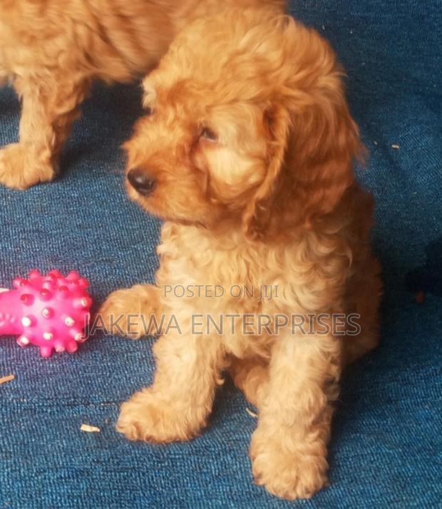 1-3 months Female Purebred Cockapoo - main view