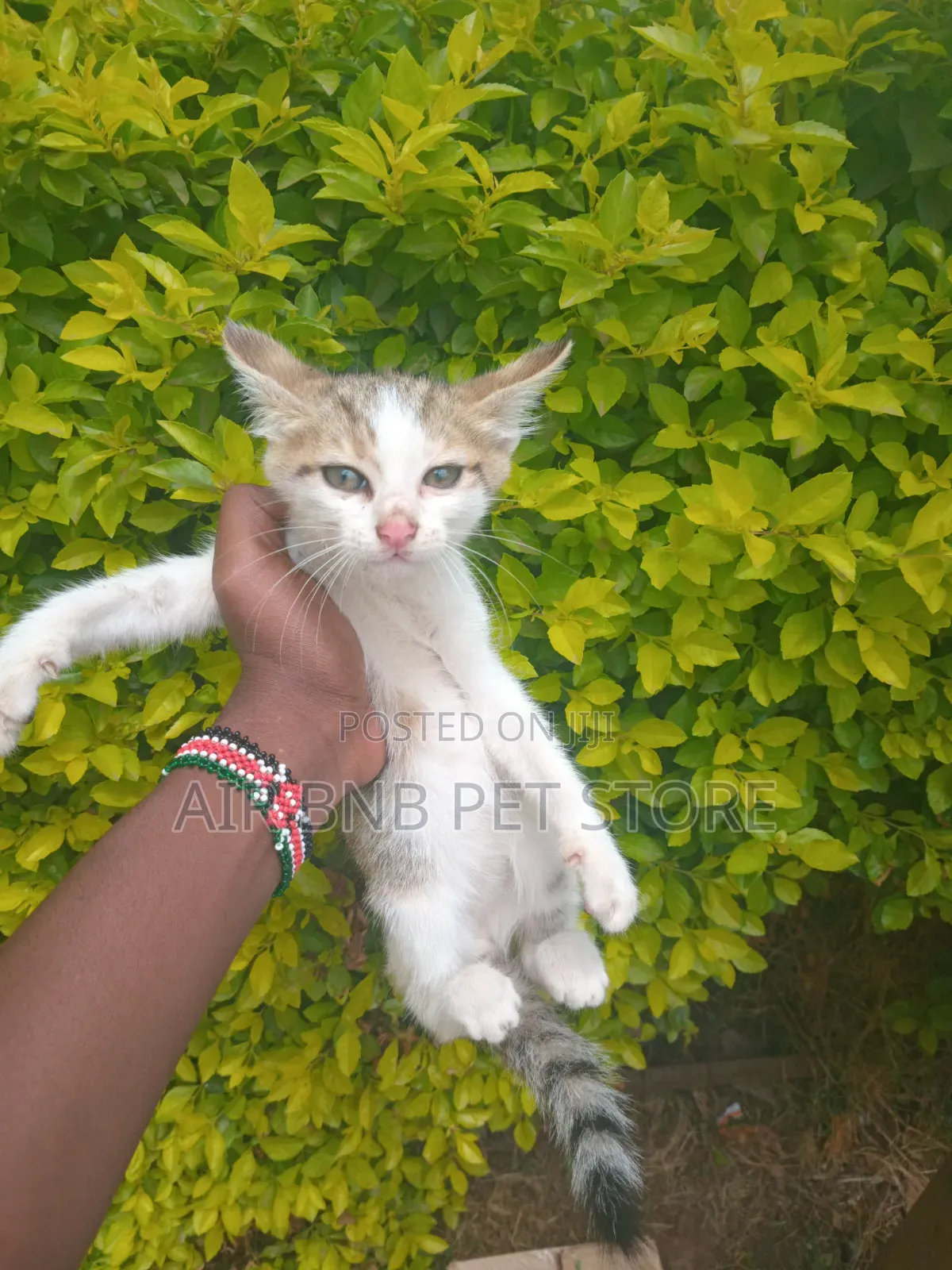 1-3 months Male Purebred British Shorthair