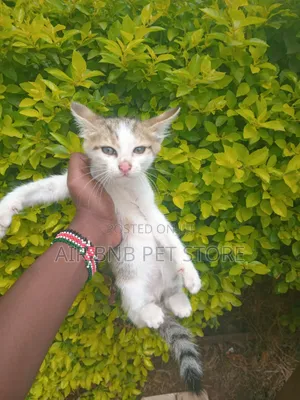 1-3 months Male Purebred British Shorthair
