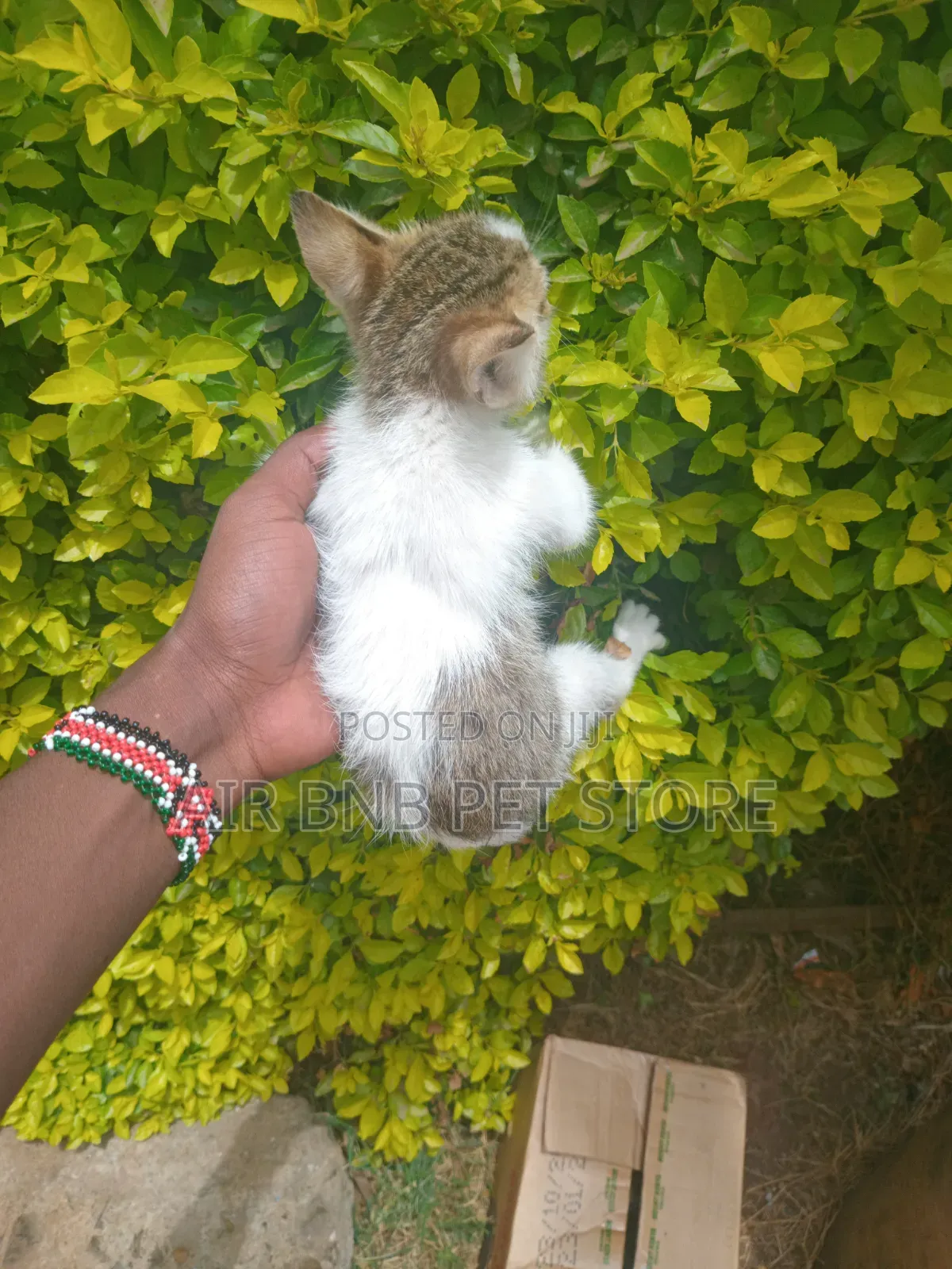 1-3 months Male Purebred British Shorthair
