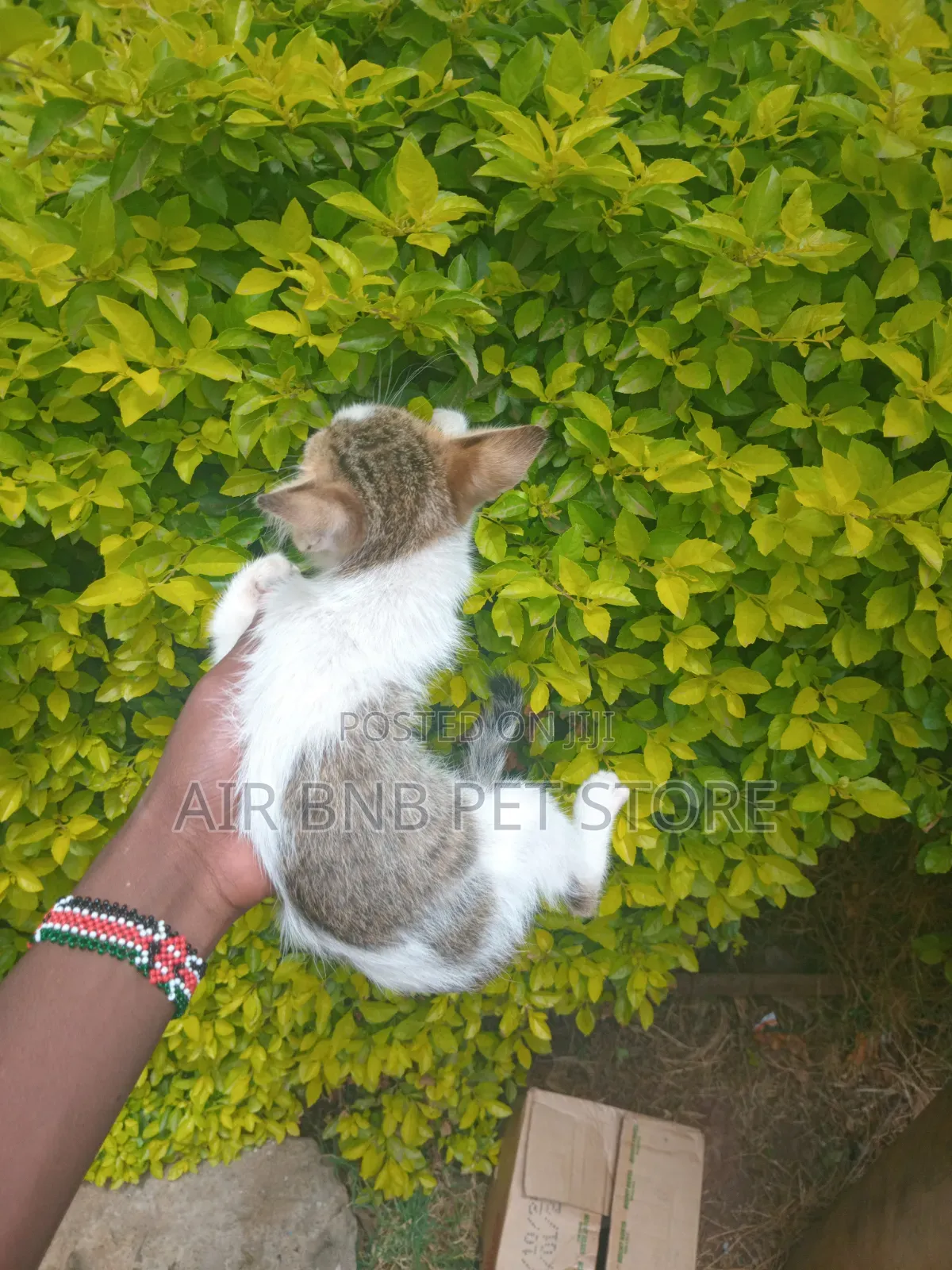 1-3 months Male Purebred British Shorthair