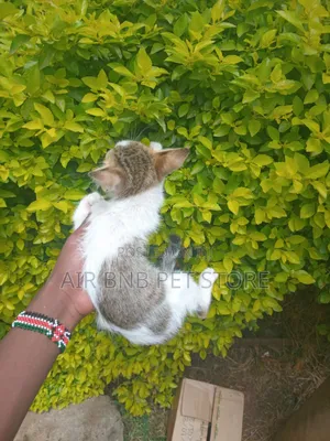 1-3 months Male Purebred British Shorthair