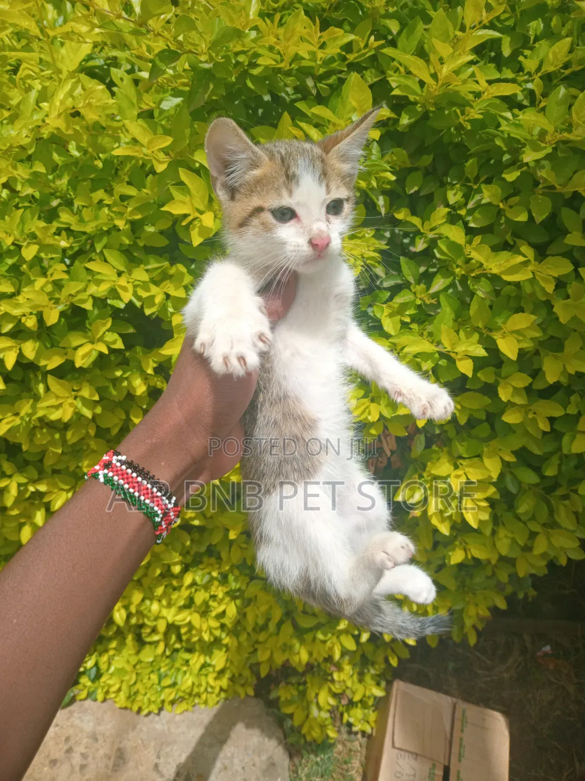 1-3 months Male Purebred British Shorthair