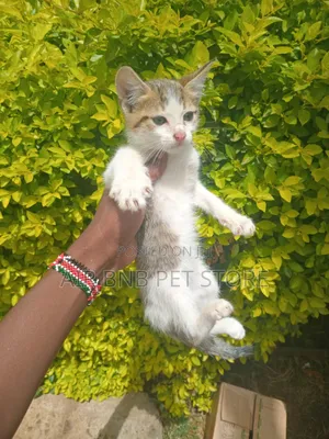 1-3 months Male Purebred British Shorthair