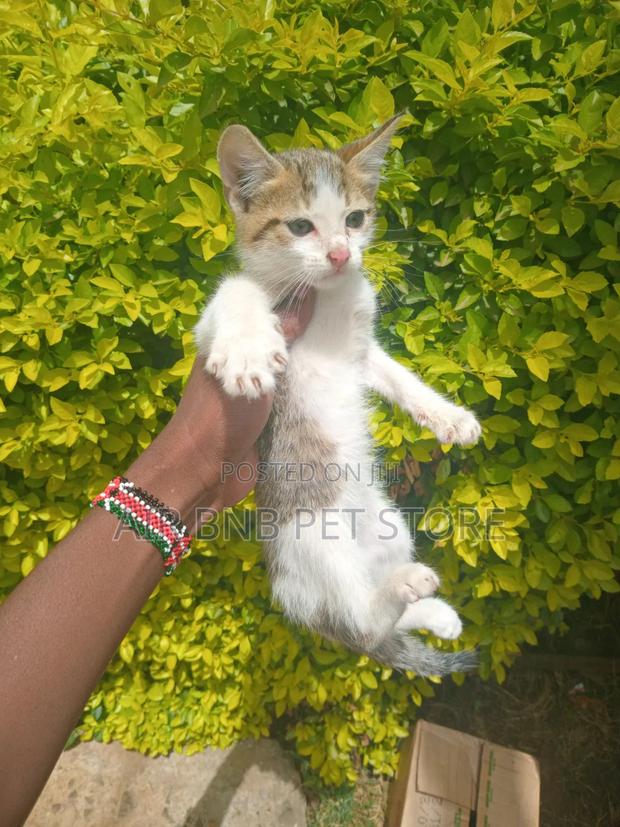 1-3 months Male Purebred British Shorthair