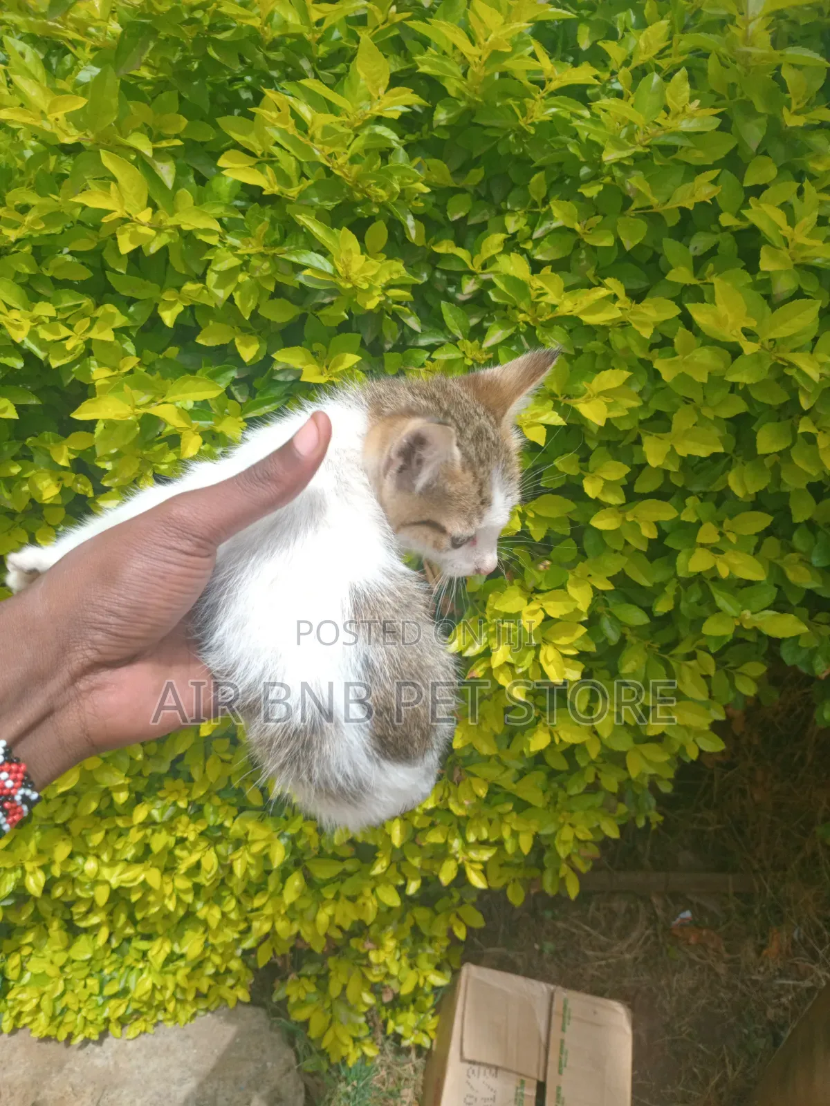 1-3 months Male Purebred British Shorthair