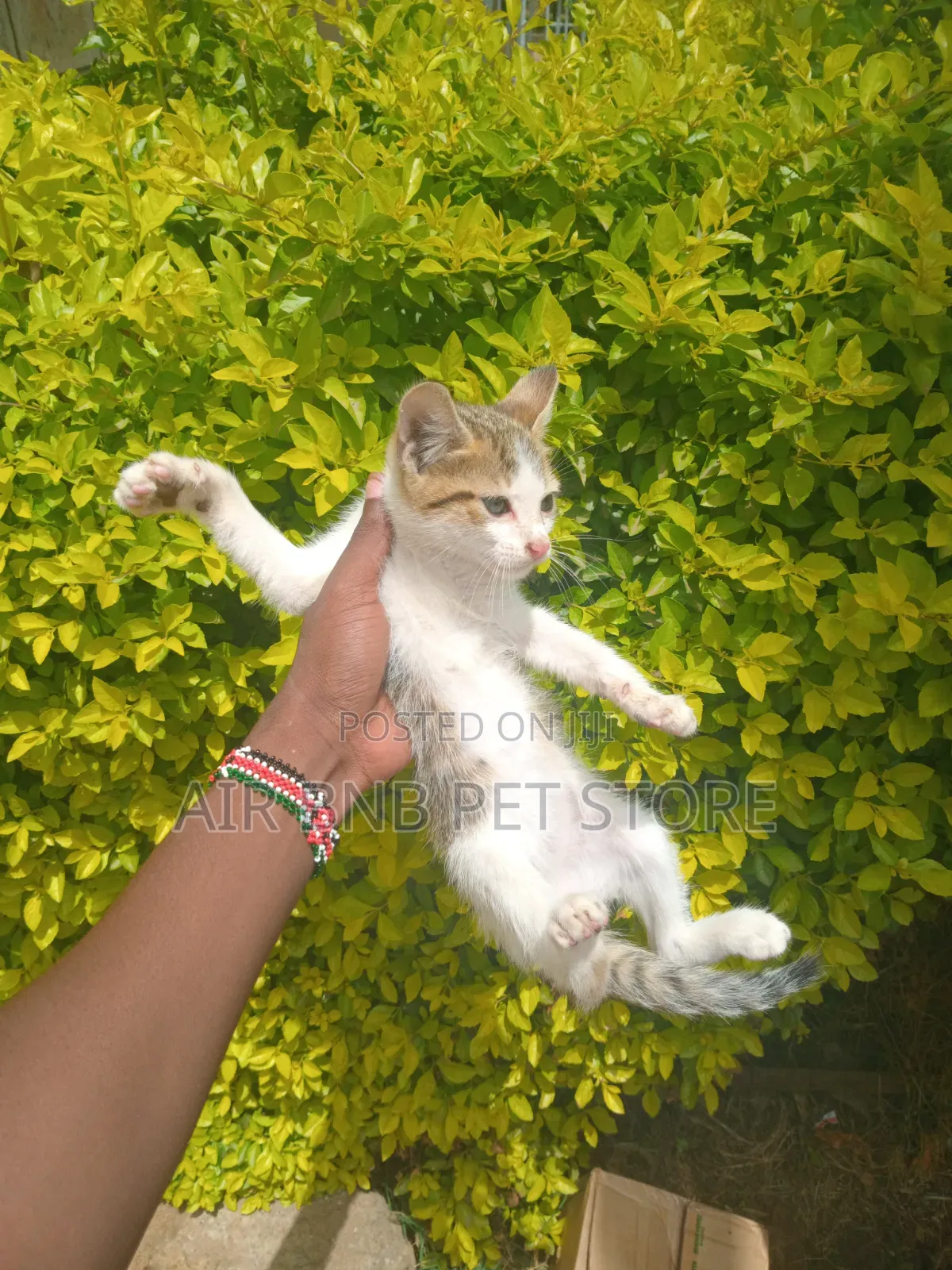 1-3 months Male Purebred British Shorthair