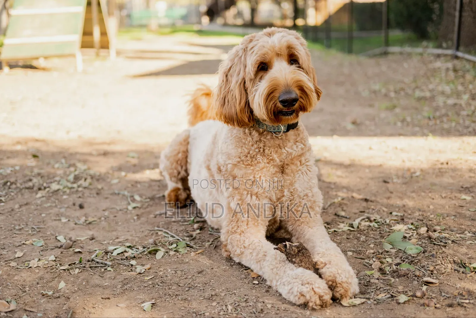 Dog Grooming Services