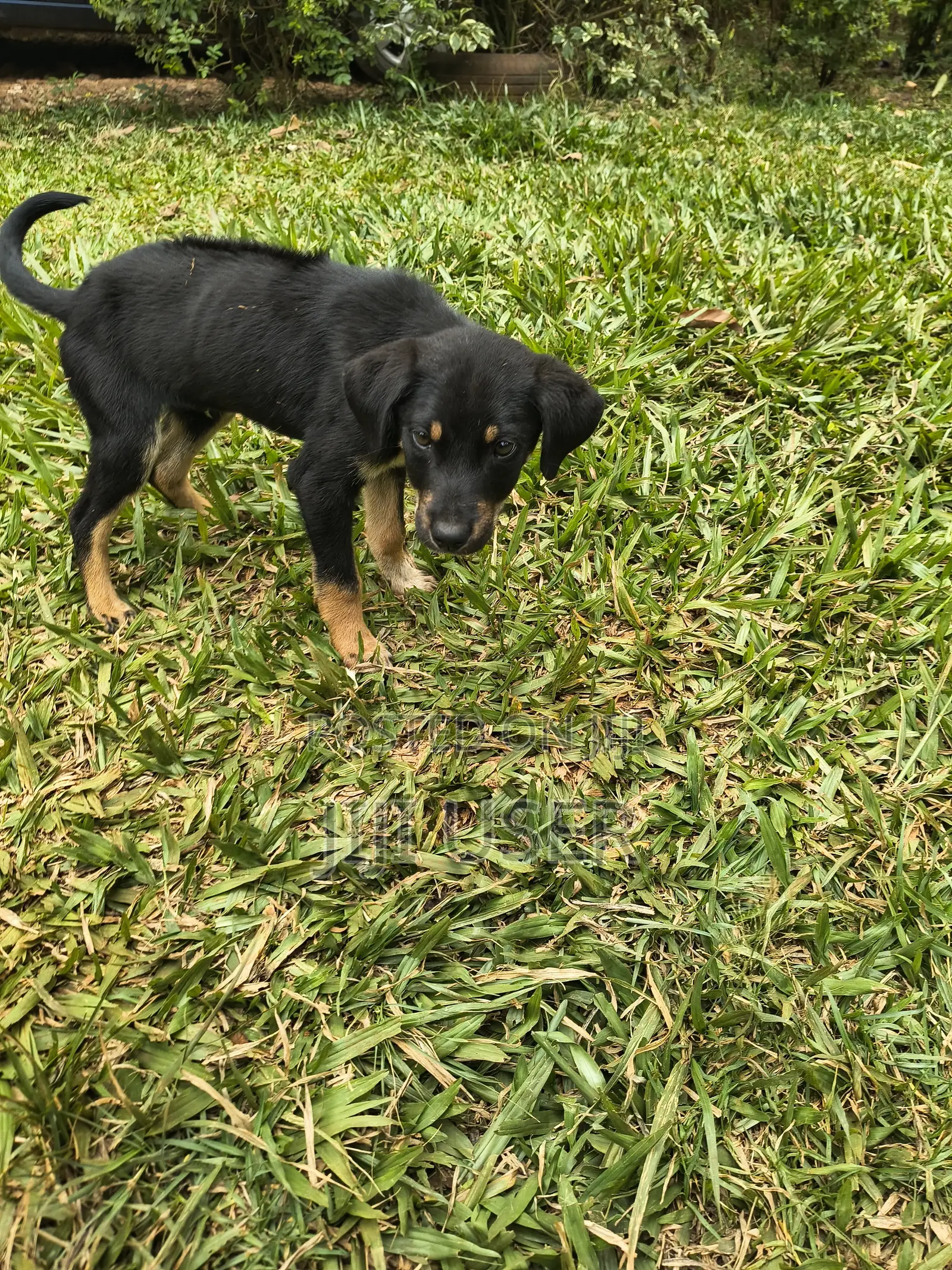 1-3 months Male Mixed Breed Rottweiler