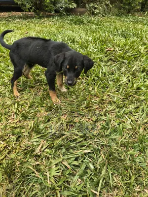 1-3 months Male Mixed Breed Rottweiler